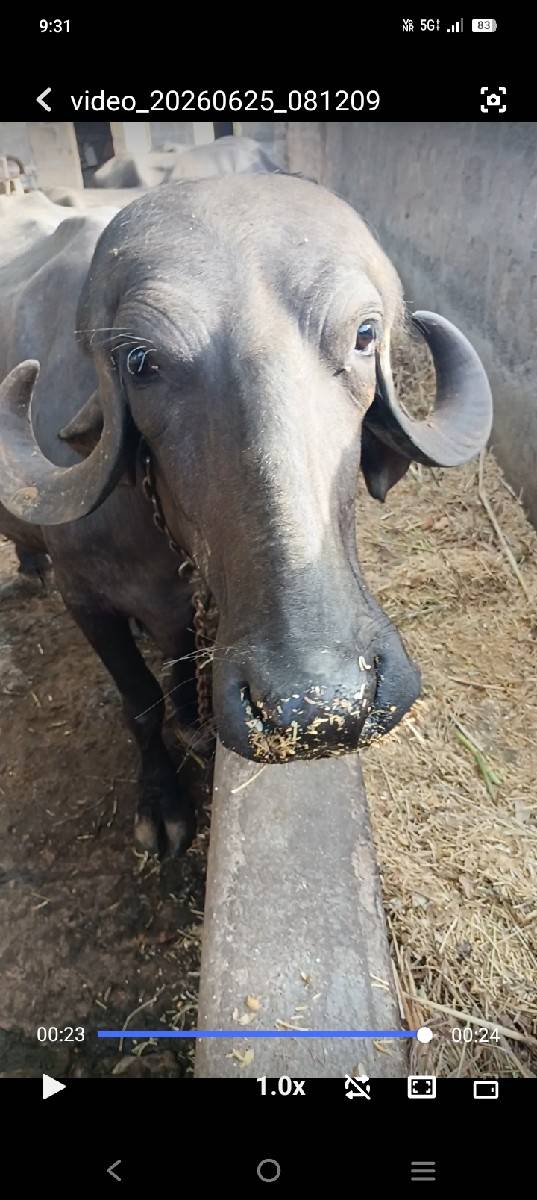 ખડેલીવેસવાનીસે