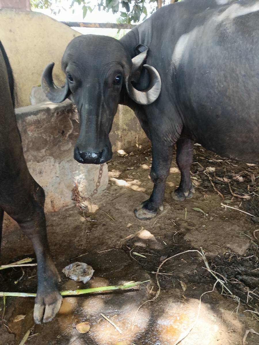 ખડેલીવેસવાનીસે
