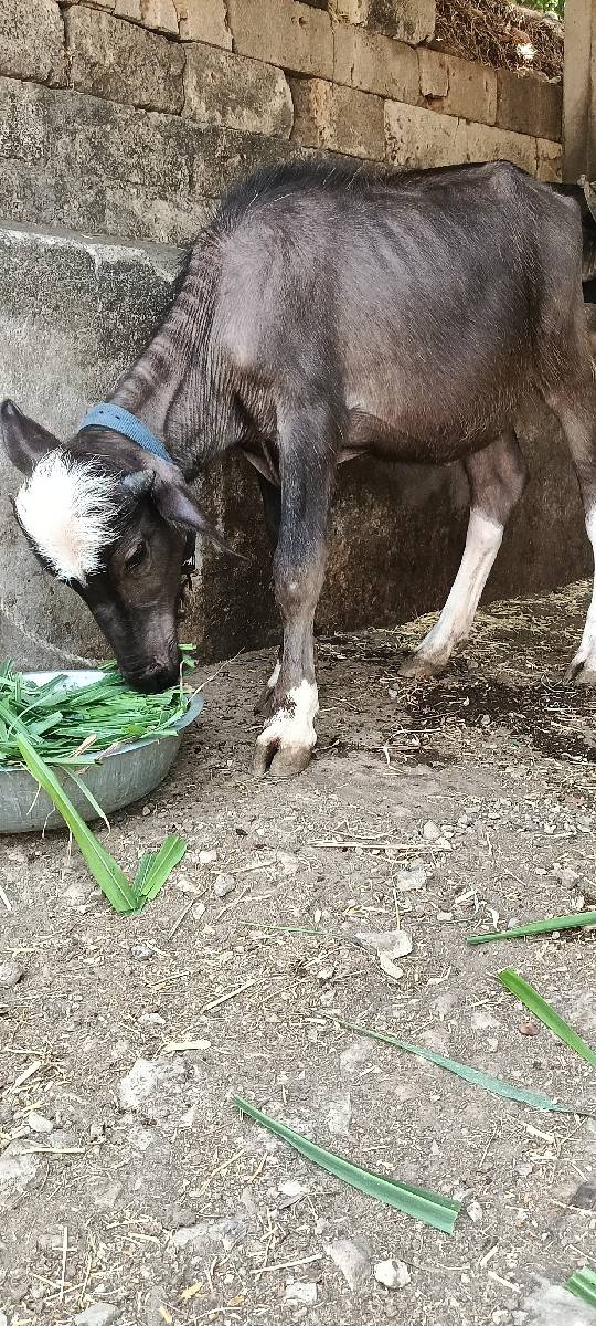 પાડી જાફરાબાદી