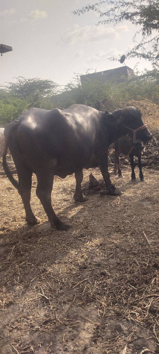 આ ભેંસ વેચવાની છે