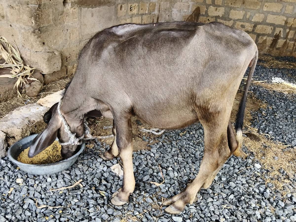 જાફરાબાદી પાડી વેશવાની છે.