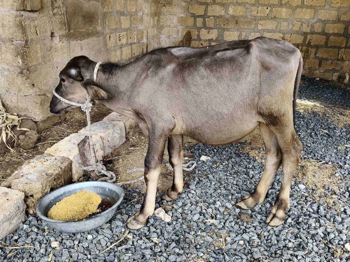 જાફરાબાદી પાડી વેશવાની છે.