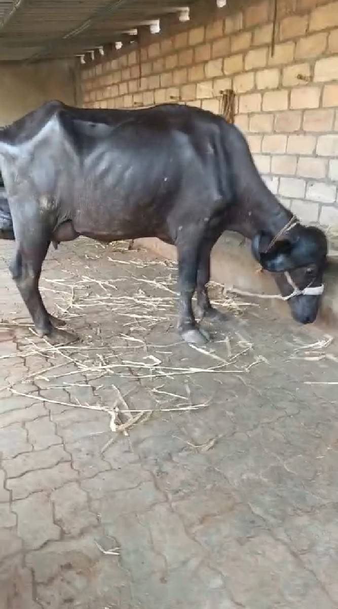 ભેંસ વેચવાની છે