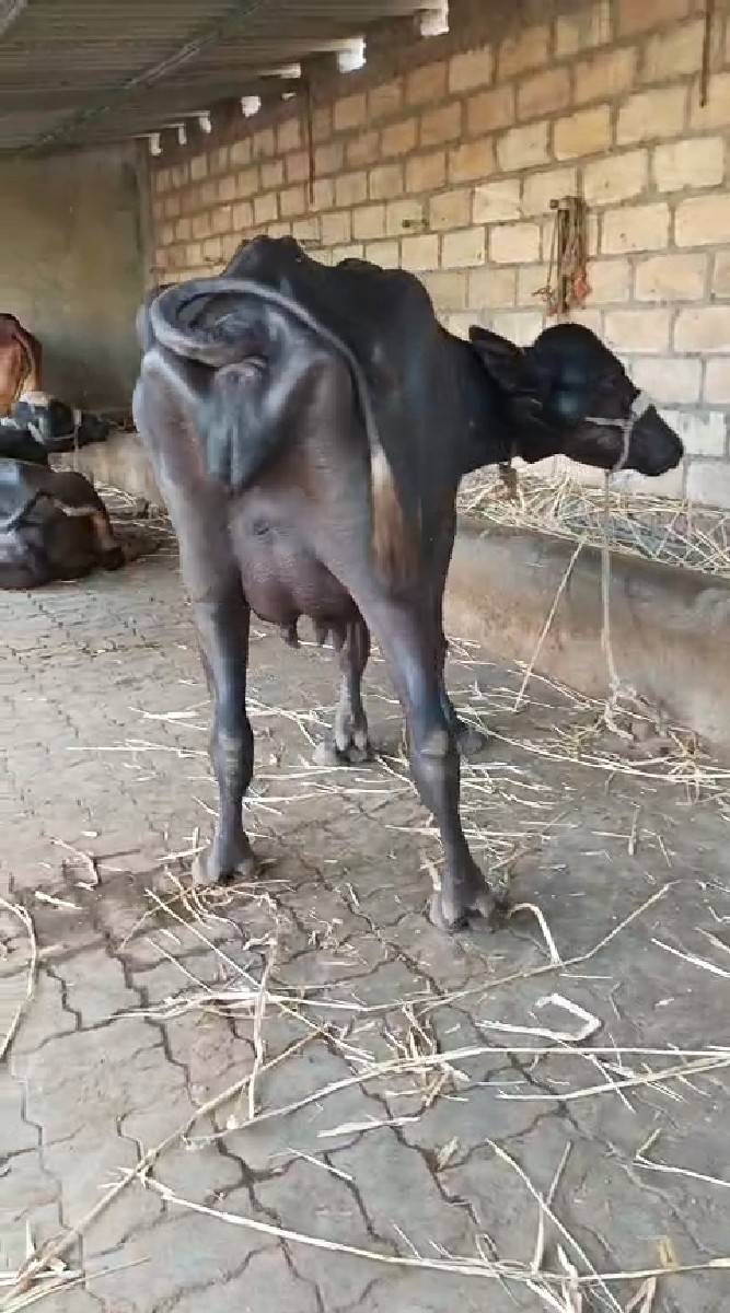 ભેંસ વેચવાની છે