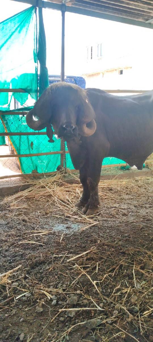 પાડો વેચવાનો છે