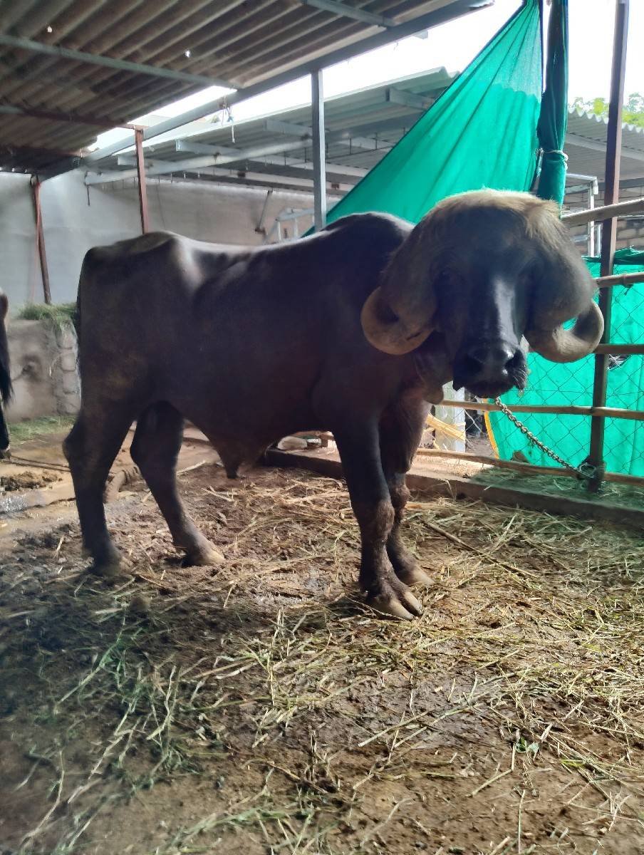 પાડો વેચવાનો છે
