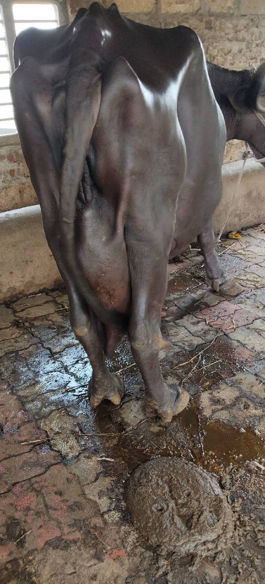 ૫ વેતરસે ૧૦લિટર દુધ