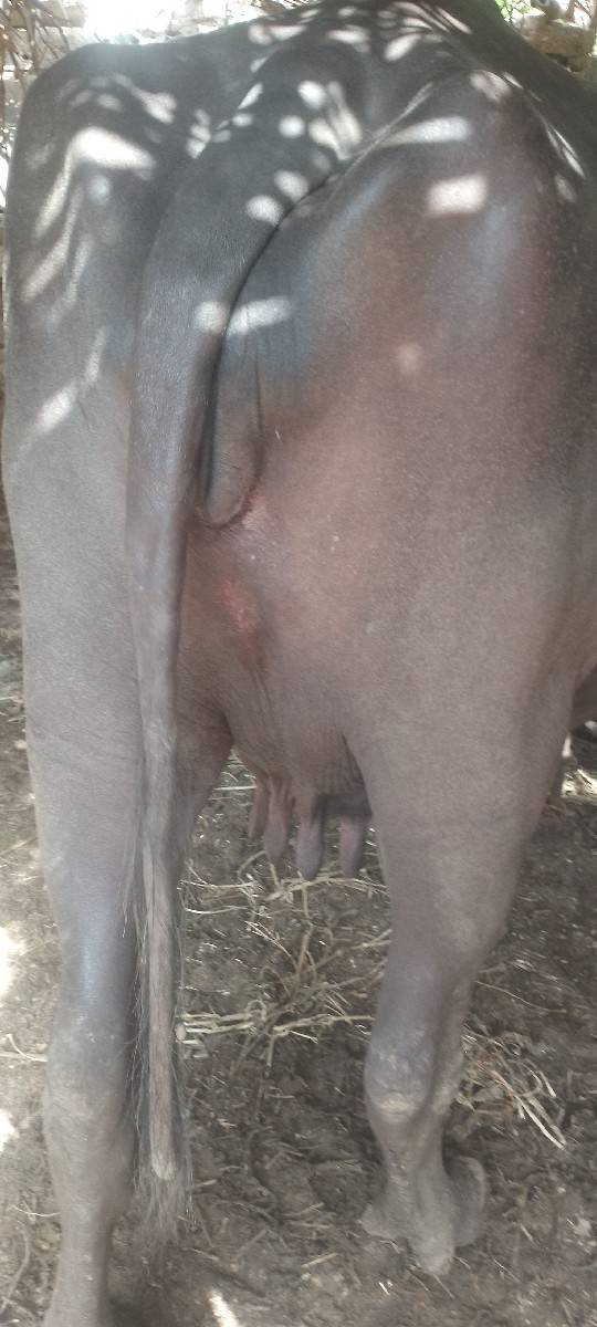 બીજું વેતર ભીલી ભેંસ