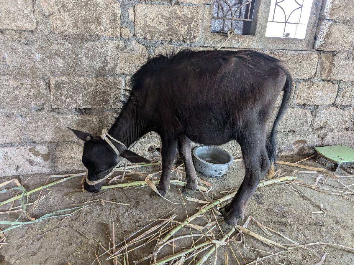 ભેંસ વેચવાની છે