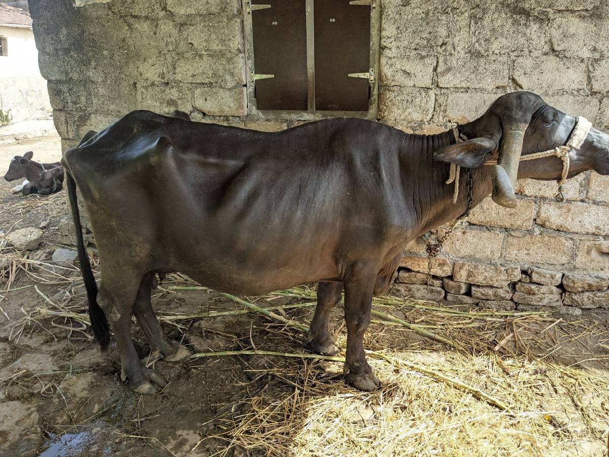 ભેંસ વેચવાની છે