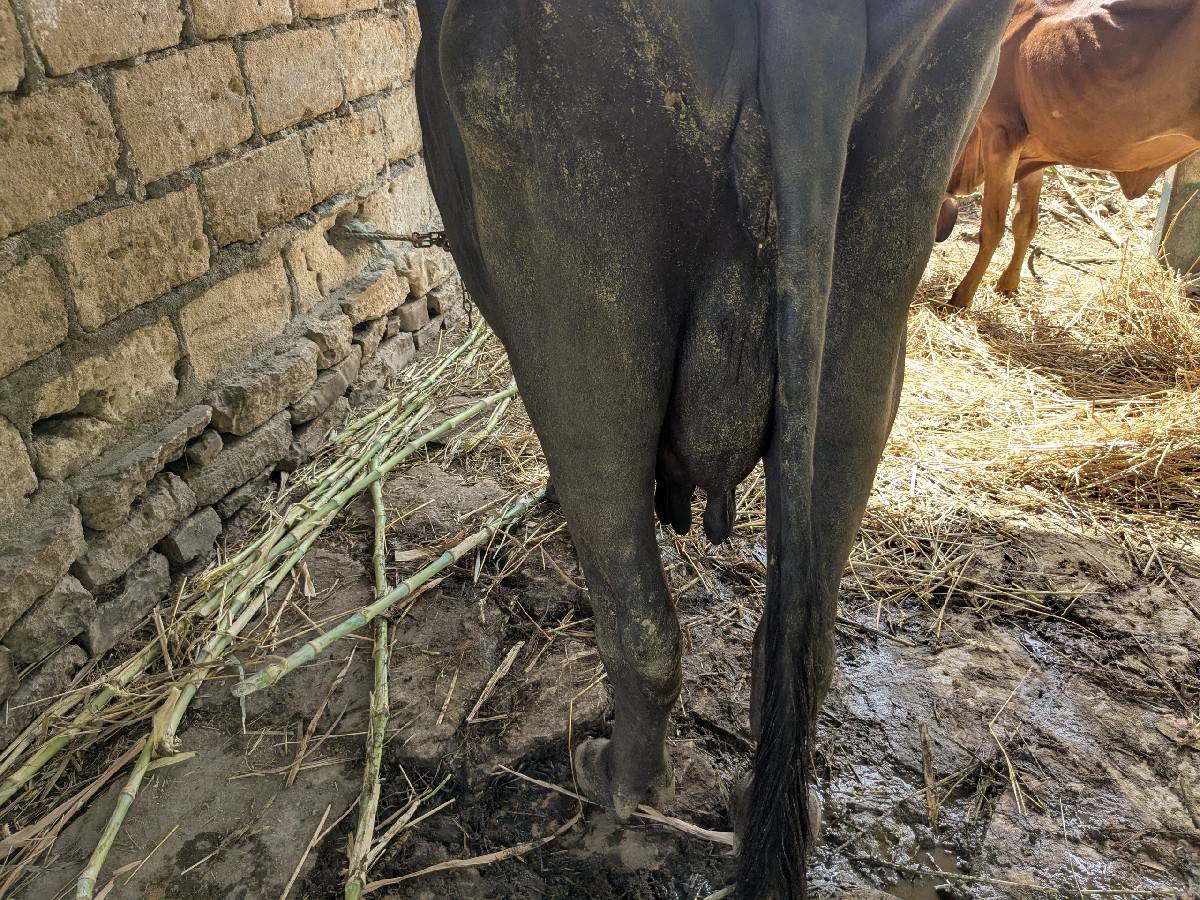 ભેંસ વેચવાની છે