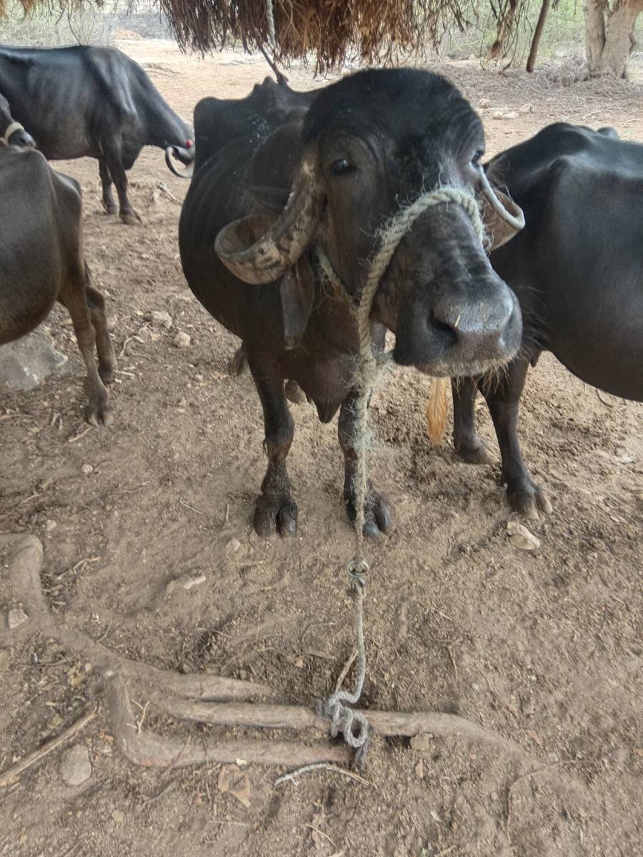 ભેંસ વેચવાની છે