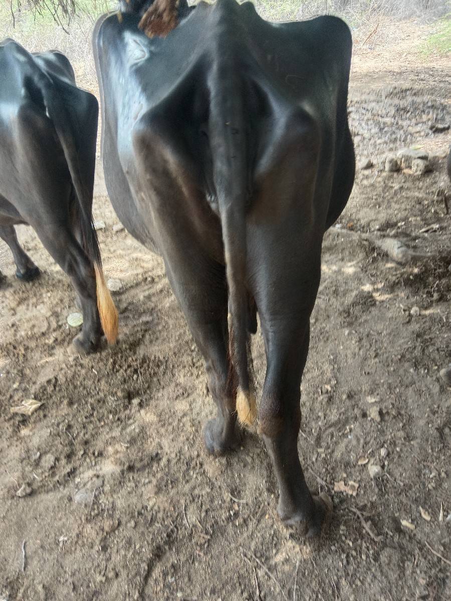 ભેંસ વેચવાની છે