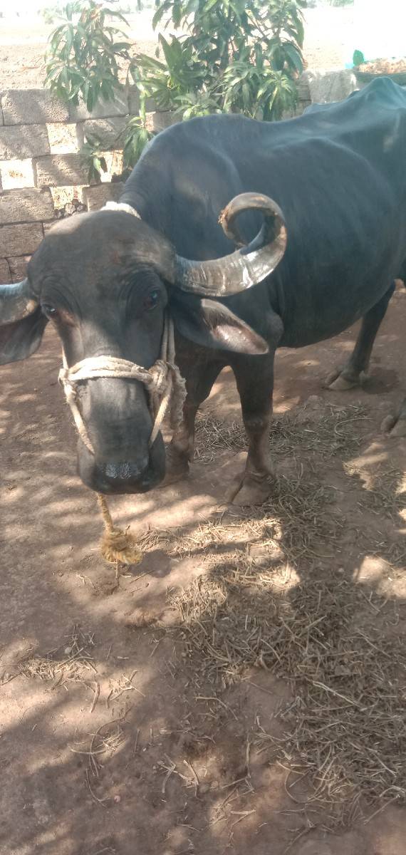 ભેસ વેચવાની છે