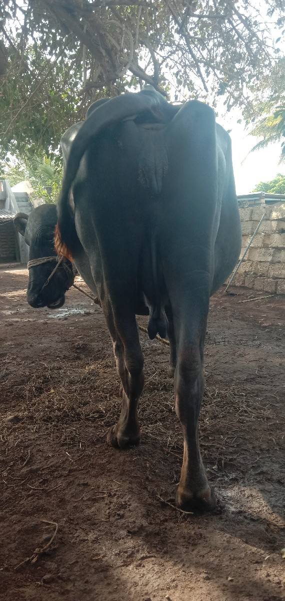 ભેસ વેચવાની છે