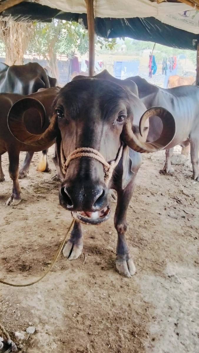 વેચવાની છે