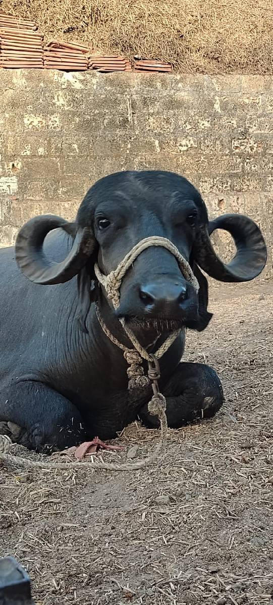 ભેંસ વેચવાની છે