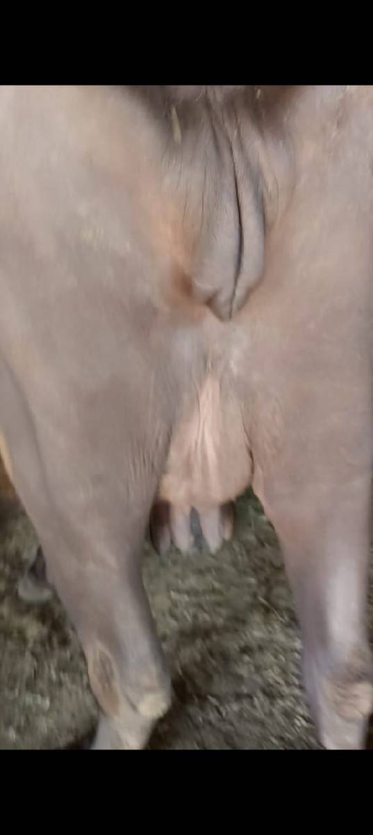 ભેંસ વેચવાની છે