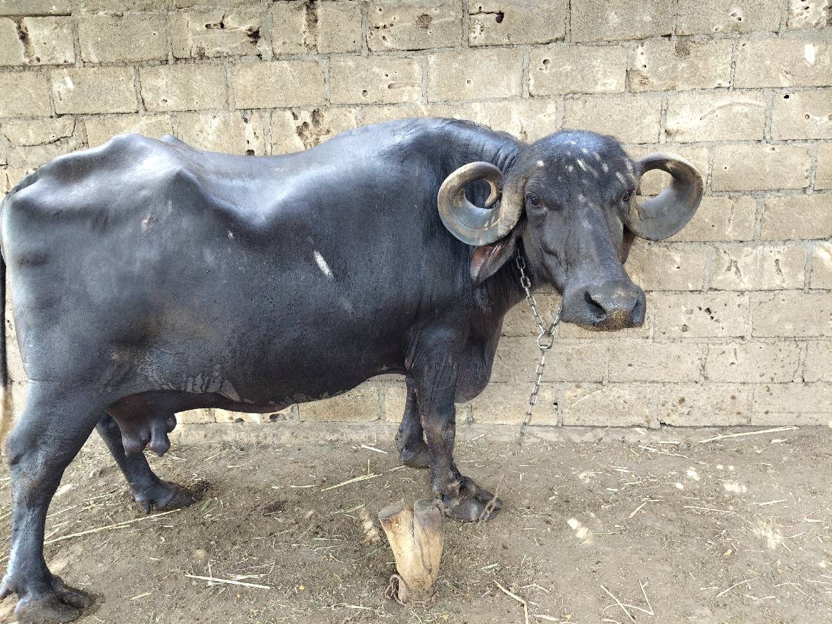 ભેંસ