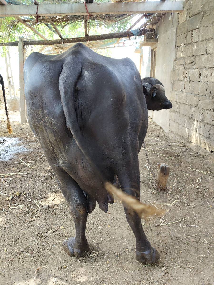 ભેંસ