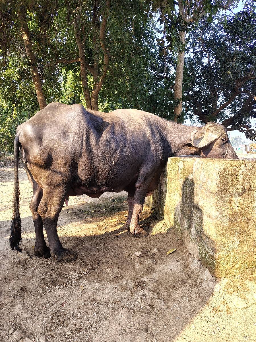 જાફરાબાદી ભેંસ