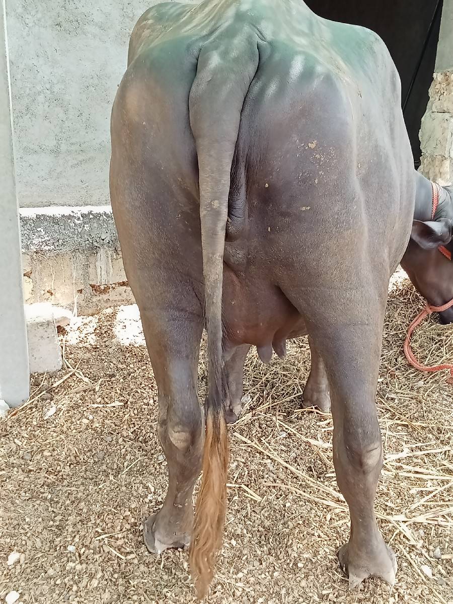 4 દાંત ખડેલી વેચવાની છે