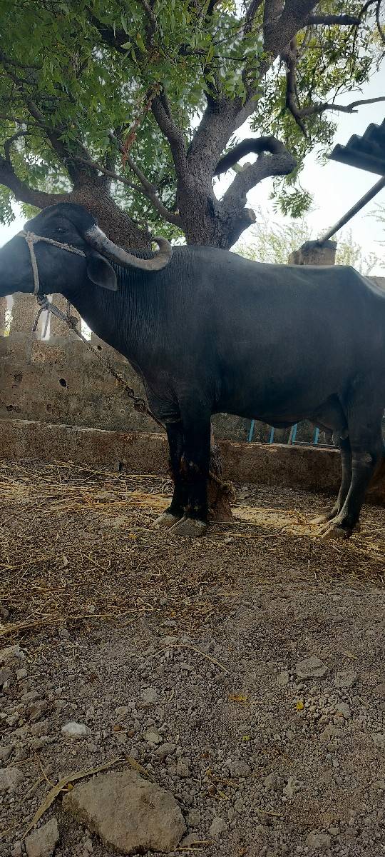 ભેંસ વેચવાની છે