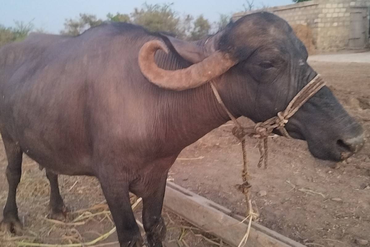 ભેંસ વેચવાની છે