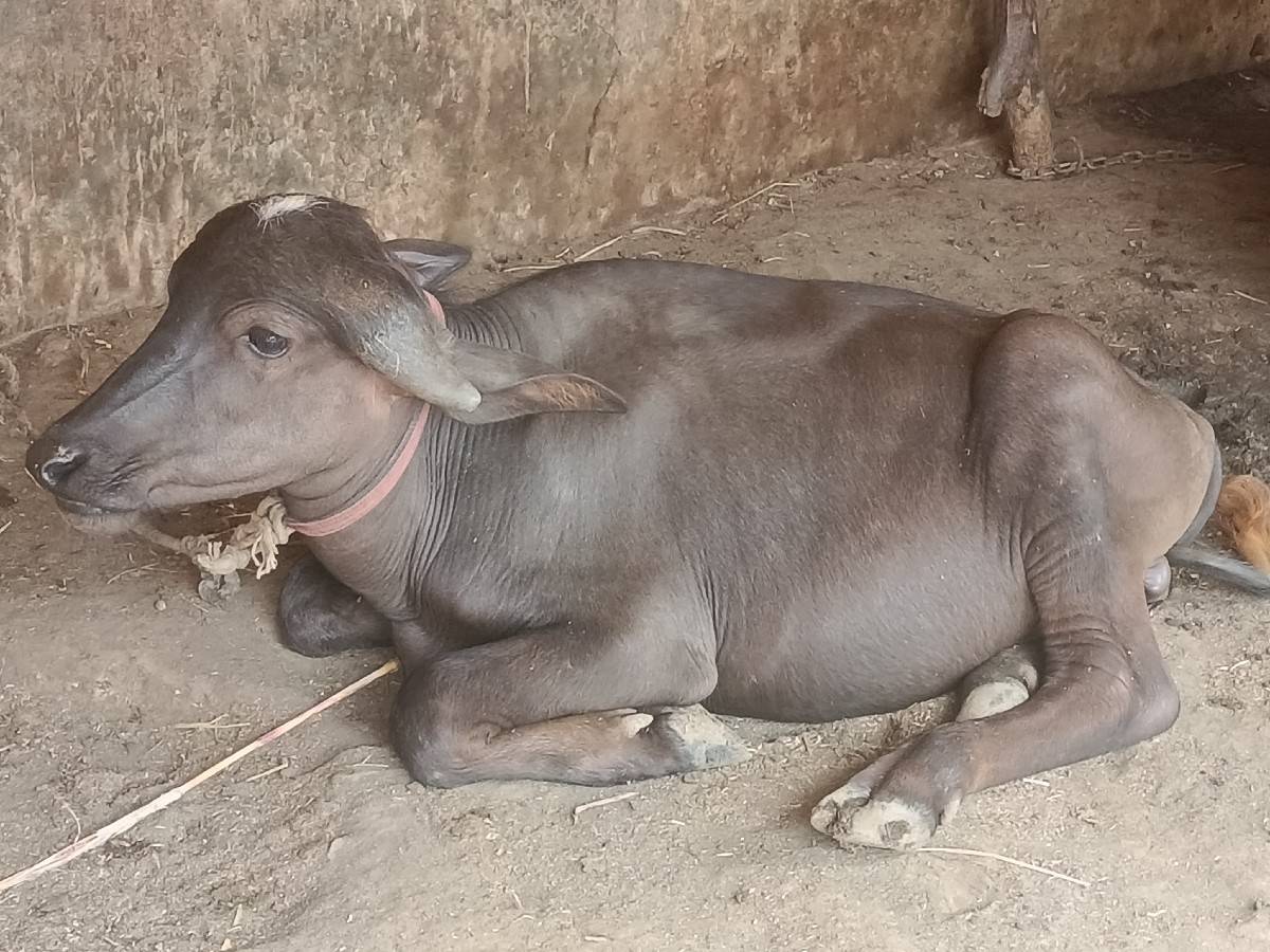 પાડો વેચવાનો છે