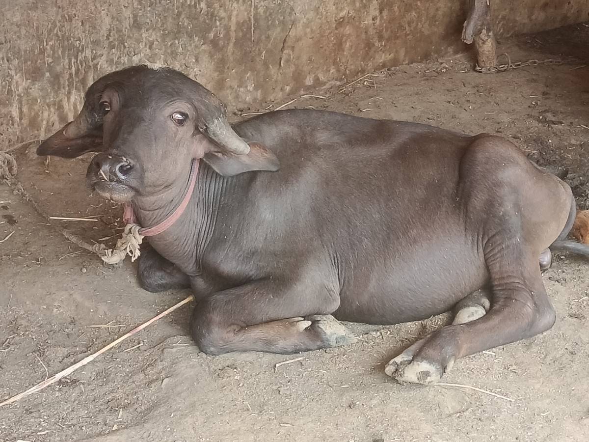 પાડો વેચવાનો છે