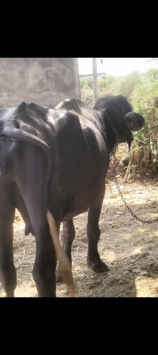 મહેશભાઈ રામાણી 9426831876