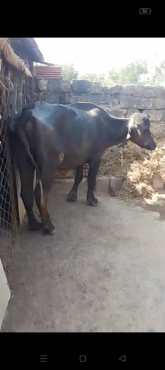 મહેશભાઈ રામાણી 9426831876