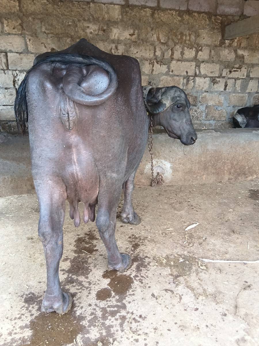 આ ભેંસ વેચવાની છે