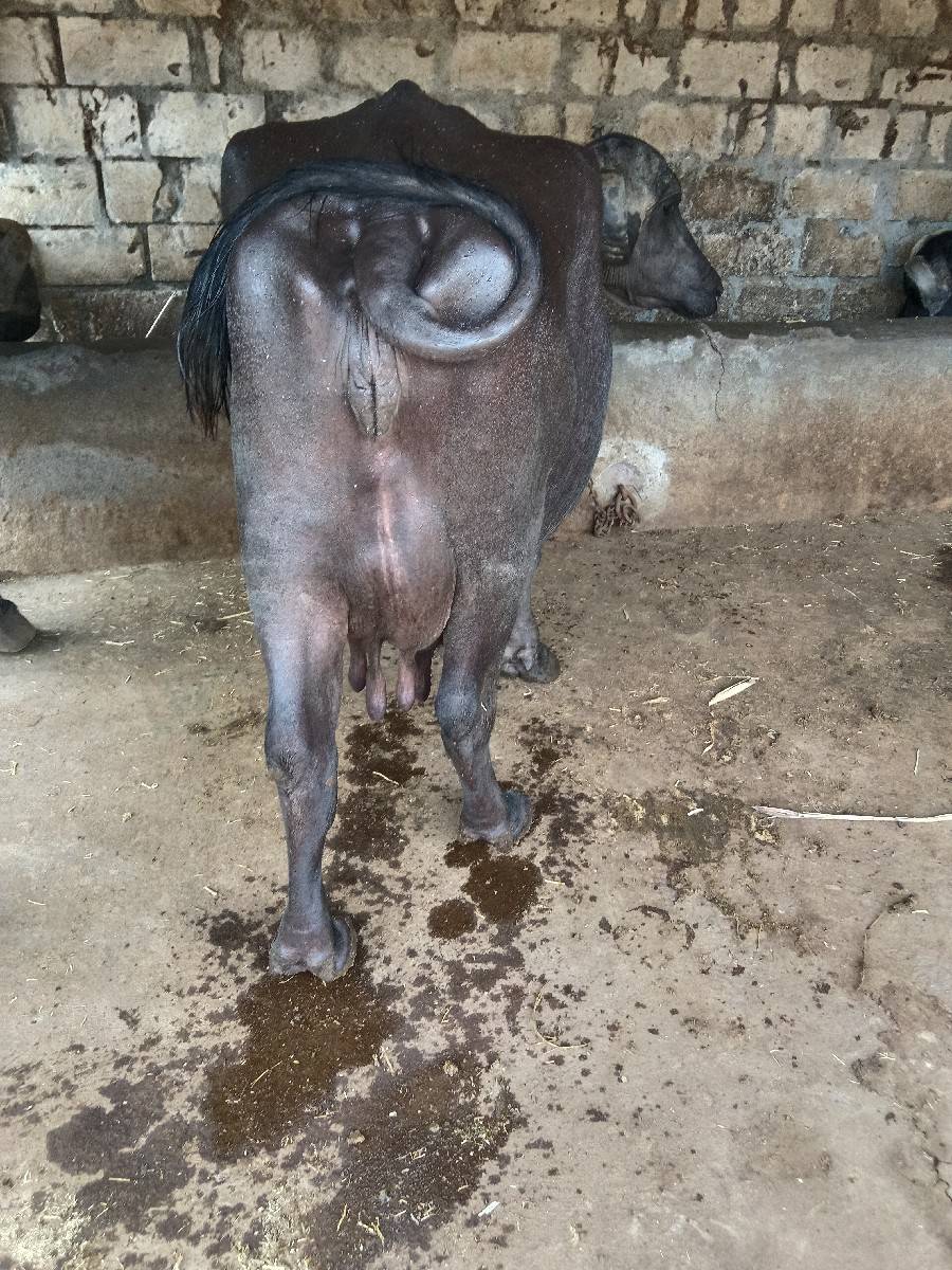 આ ભેંસ વેચવાની છે
