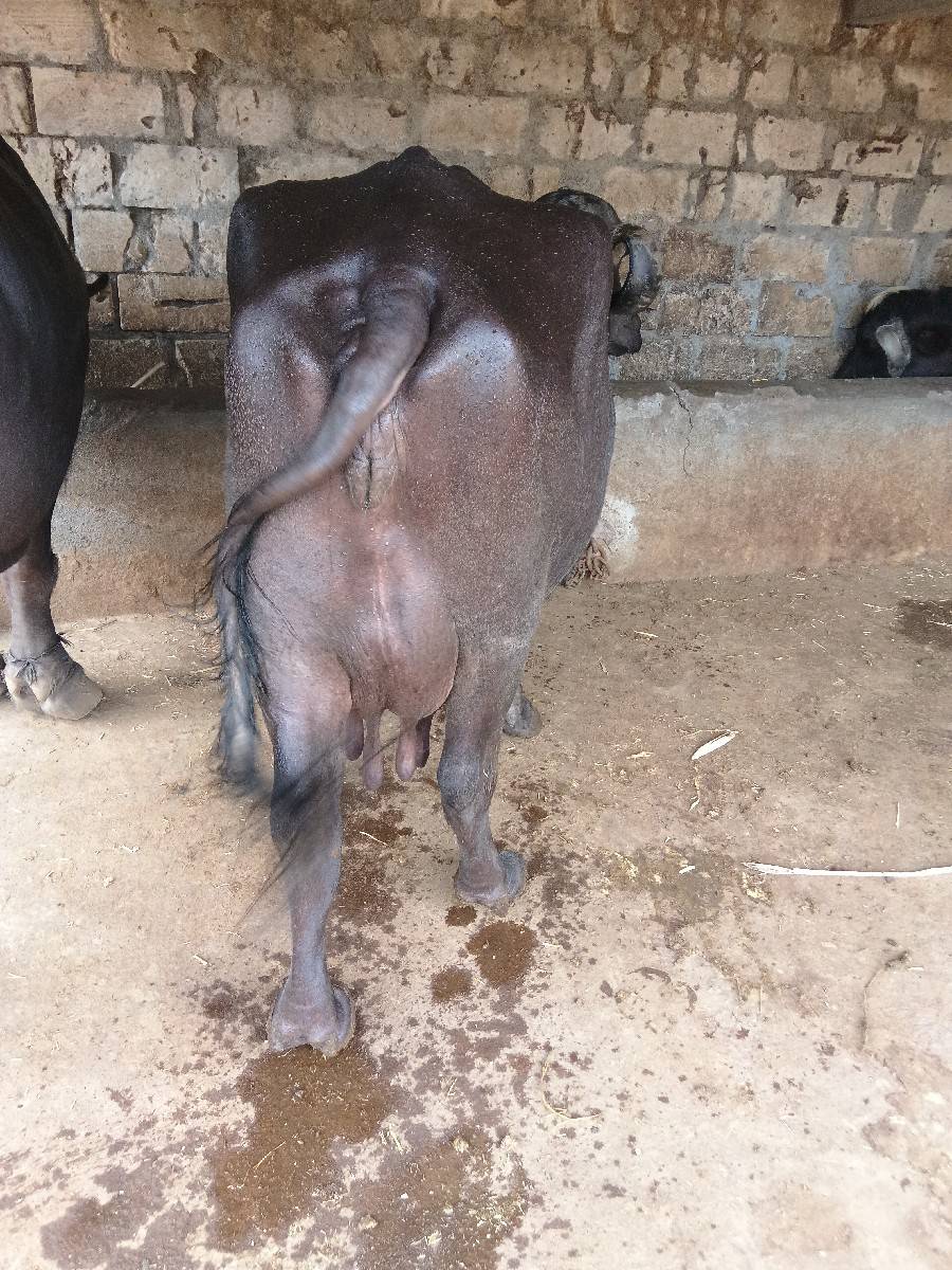 આ ભેંસ વેચવાની છે