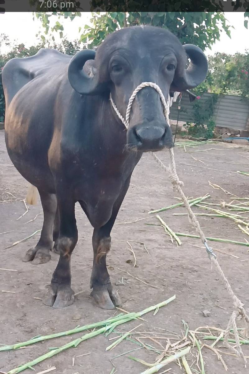 ખદેલી વેચવાની છે જાફરાબાદી