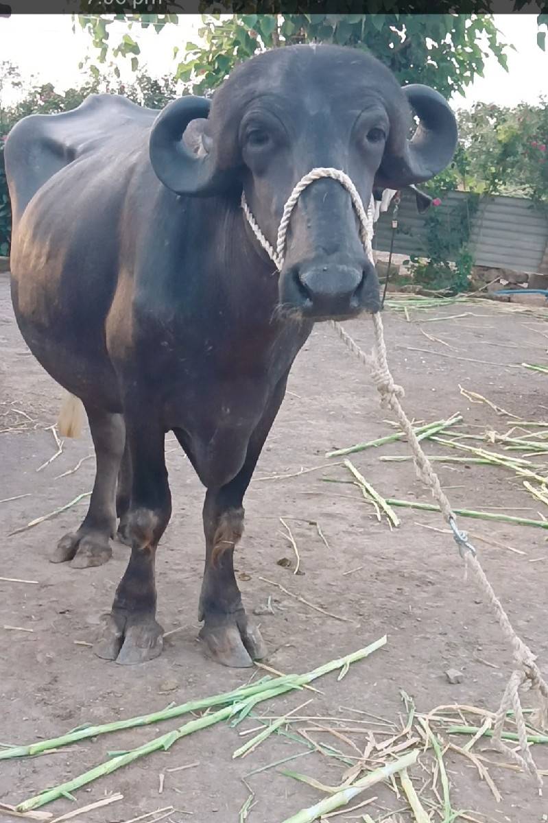 ખદેલી વેચવાની છે જાફરાબાદી