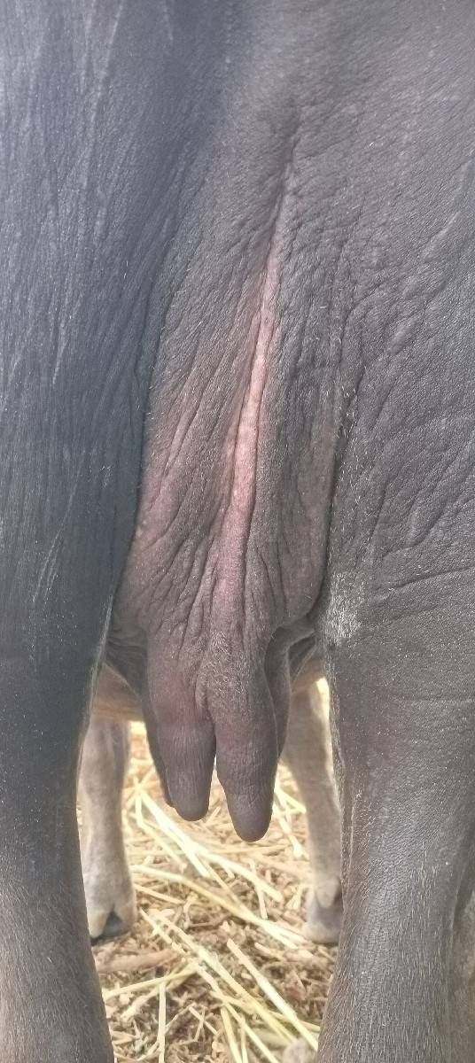 ખદેલી વેચવાની છે જાફરાબાદી