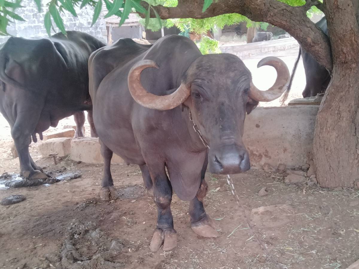 ભેંસ વેચવાની છે 
ચોથું વેતર ચાર