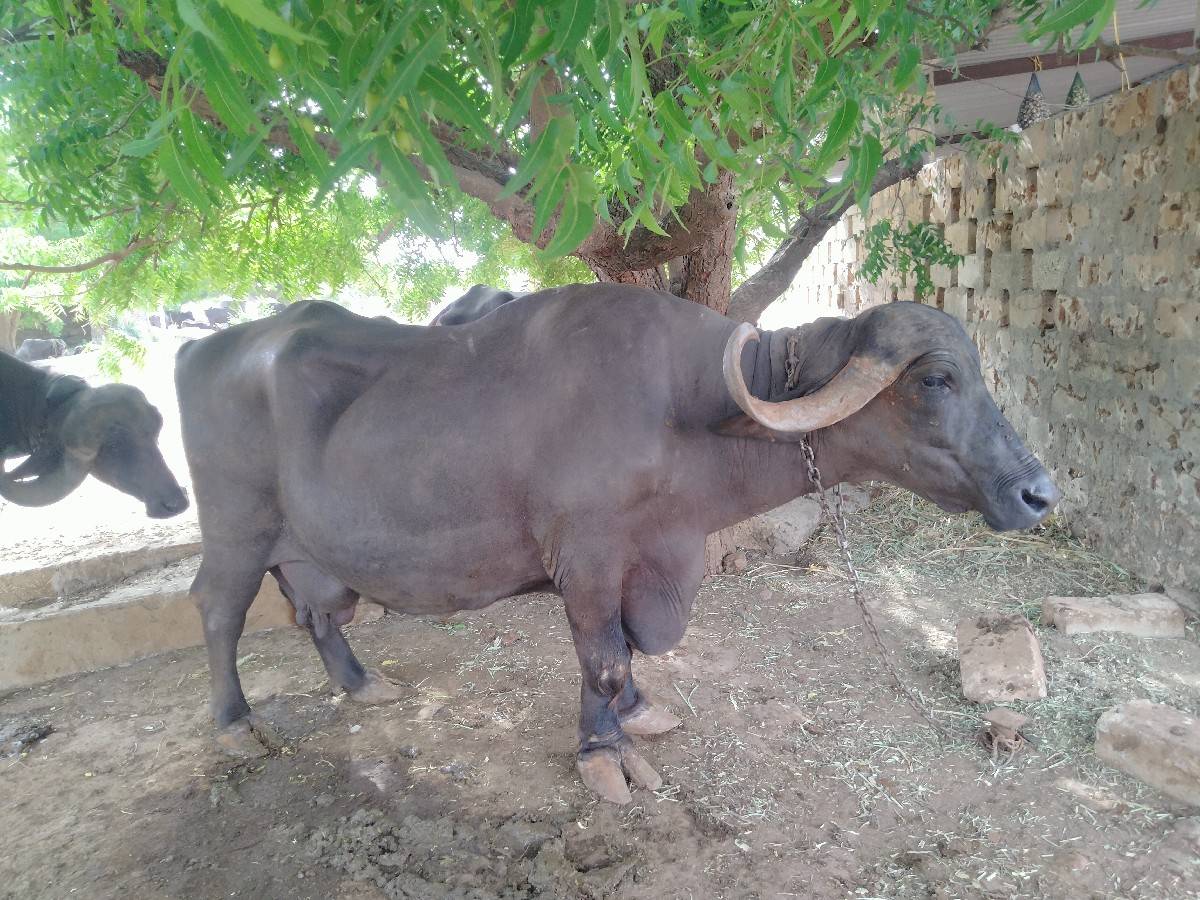 ભેંસ વેચવાની છે 
ચોથું વેતર ચાર