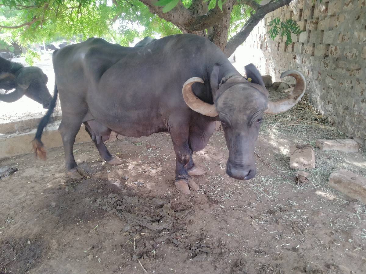 ભેંસ વેચવાની છે 
ચોથું વેતર ચાર