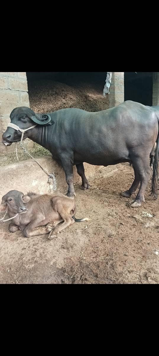 ભેંસ વેચવાની છે