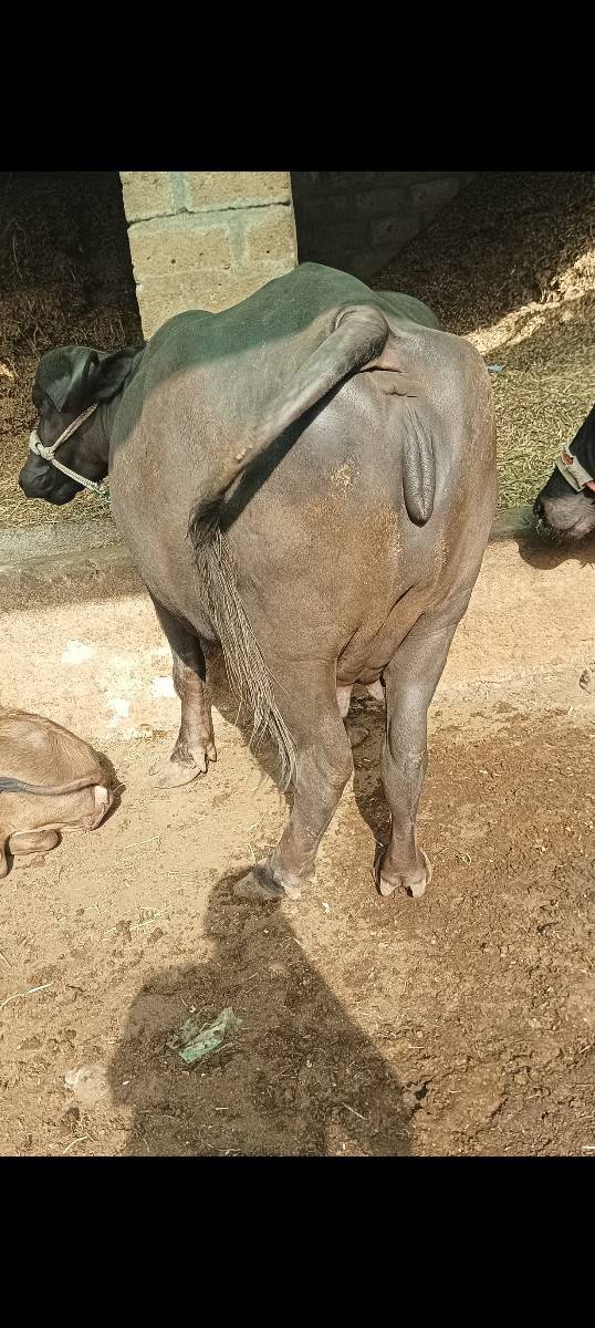 ભેંસ વેચવાની છે