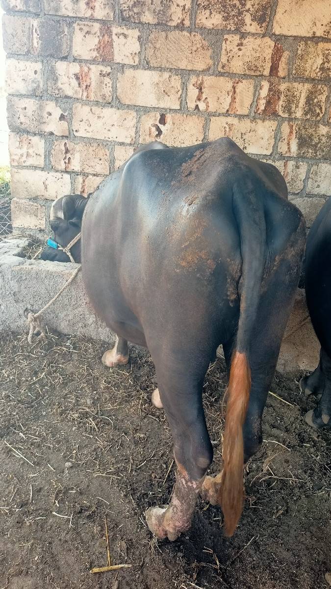 vesvana che