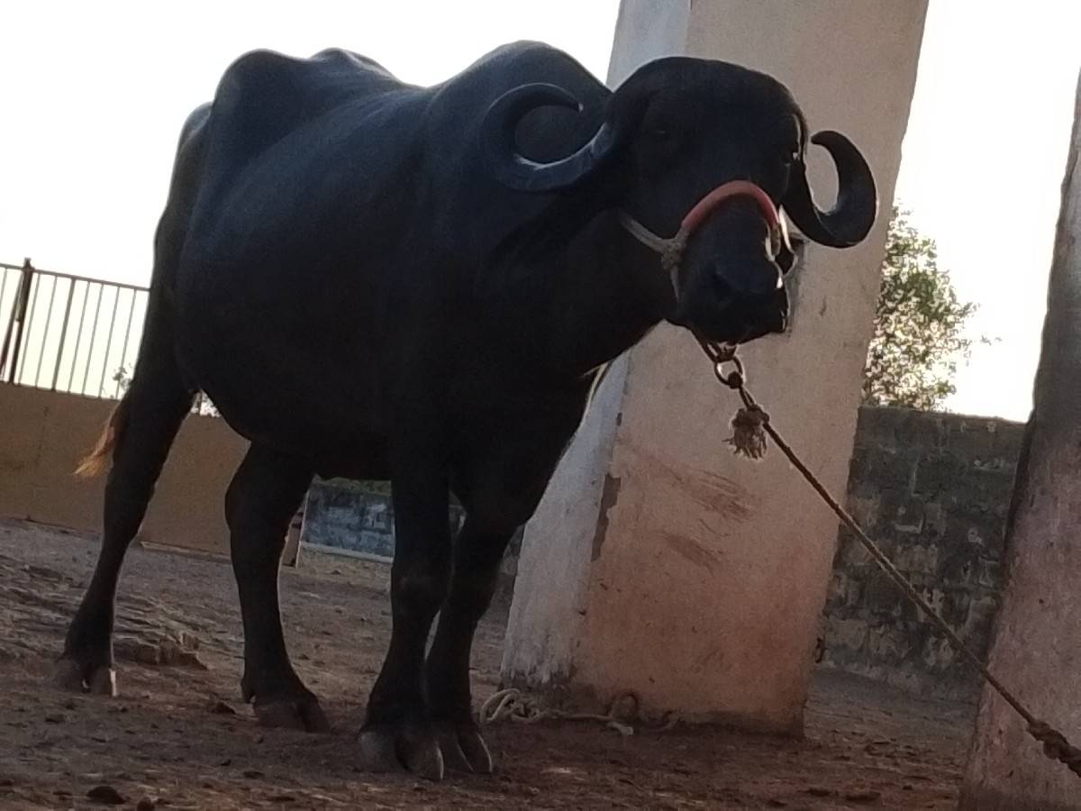 આખડેલી વેચવાની છે