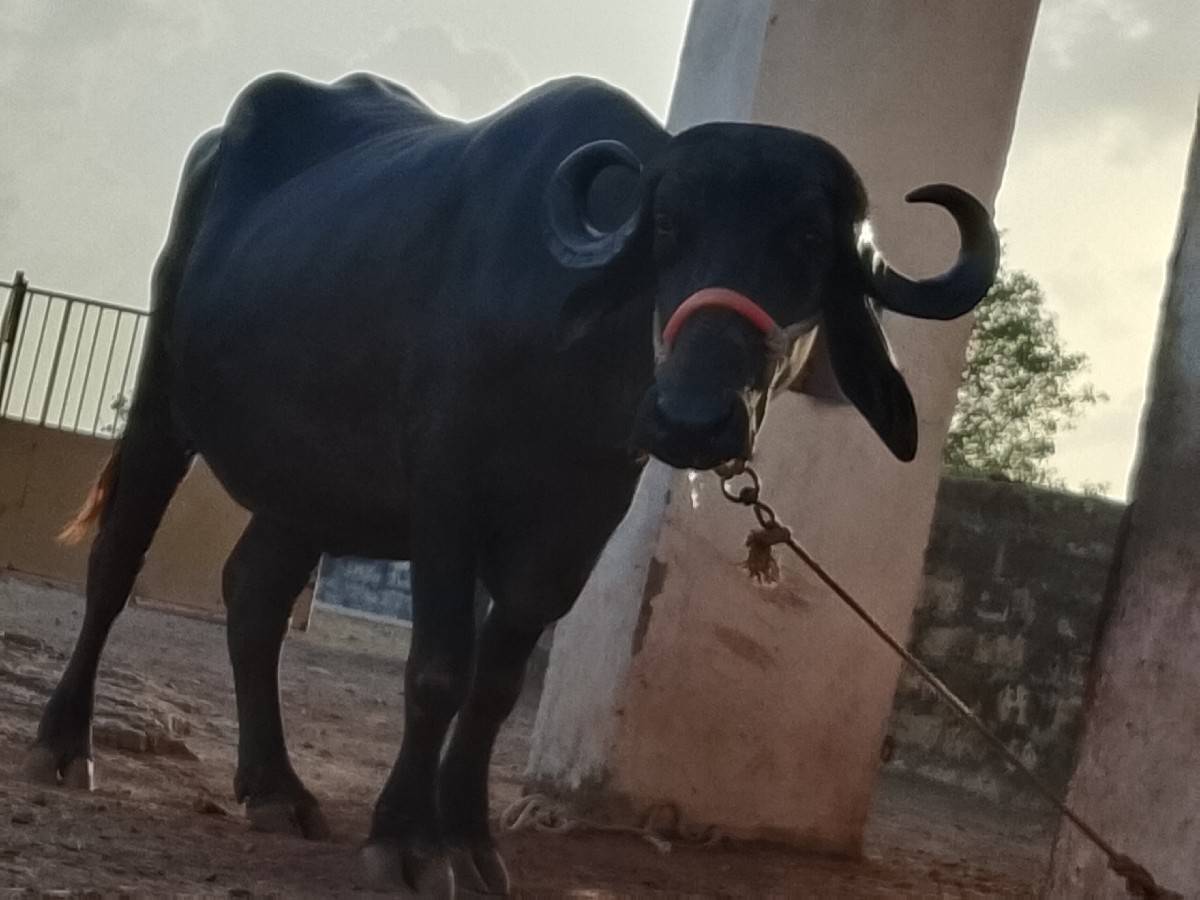 આખડેલી વેચવાની છે