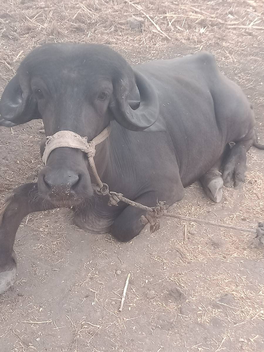 ખડેલી વેશવા ની છે
