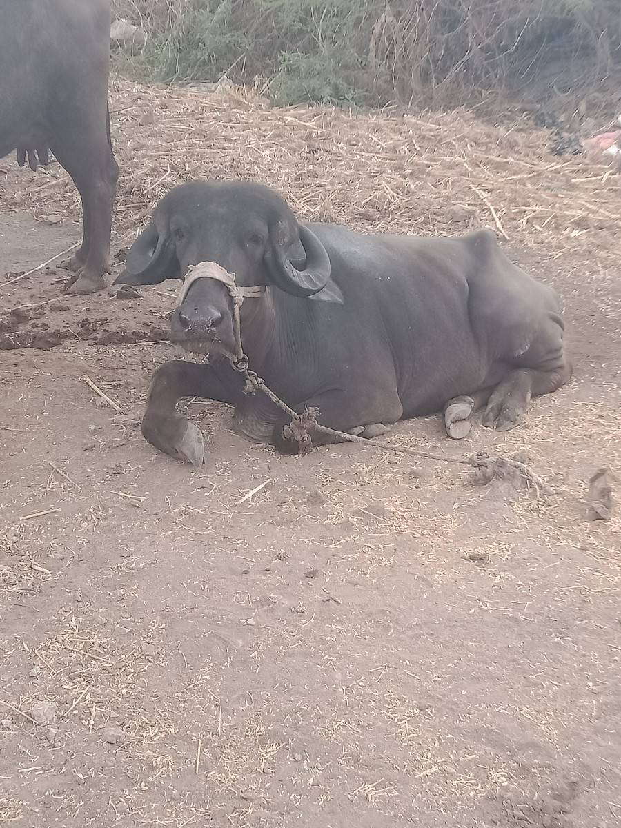 ખડેલી વેશવા ની છે