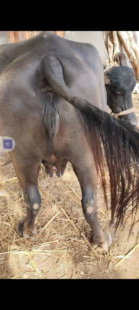 આ ફેસ વેચવાની છે.    બીજું વેધર