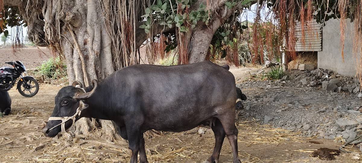 આ ફેસ વેચવાની છે.    બીજું વેધર